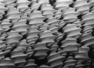 A shark's skin has tiny triangular projections that point backward so that the water spirals off it's body, reducing drag and allowing the animal to glide through the water with minimal friction. High-technology swimwear fabrics have resulted from the study of swimming marine animals, using synthetic materials to mimic their abilities with technology.