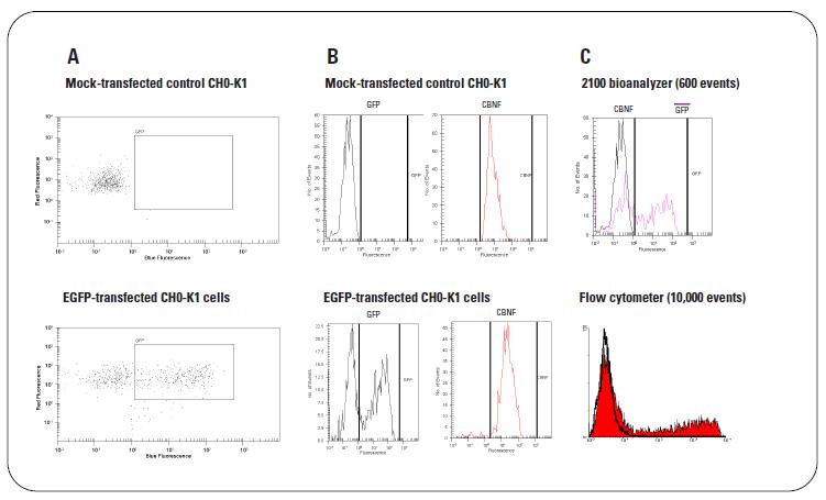 Gfpをレポーターとした哺乳類細胞へのトランスフェクション効率の測定