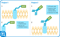 2 つのプロジェクトの概略図。<strong>プロジェクト 1</strong> では膜タンパク質を研究し、<strong>プロジェクト 2</strong> では薬剤とターゲット膜タンパク質の相互作用を研究します
