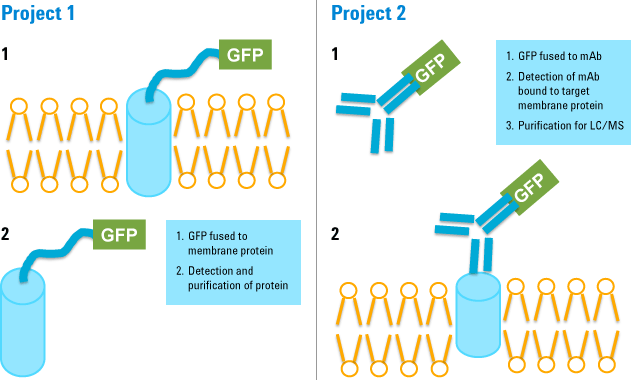 2 つのプロジェクトの概略図。<strong>プロジェクト 1</strong> では膜タンパク質を研究し、<strong>プロジェクト 2</strong> では薬剤とターゲット膜タンパク質の相互作用を研究します