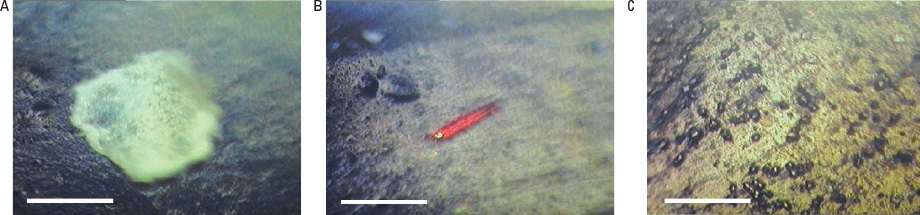 合成ゴム内の異物の可視画像は、Cary 620 FTIR 顕微鏡の 15 倍可視/赤外用対物鏡を使用して撮影されました。スケールバー = 200 µm。