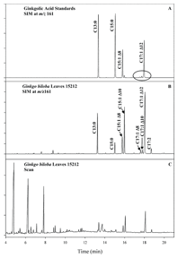 ギンコール酸標準の SIM およびスキャン GC/MS クロマトグラム、およびイチョウ葉のサンプル 15212 を示しています。