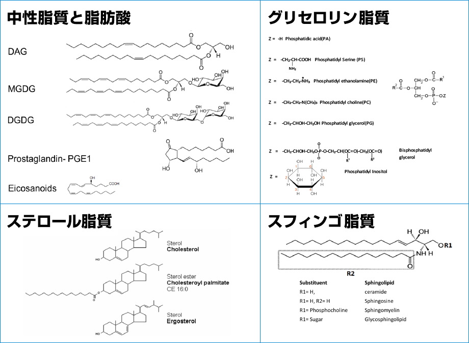 脂質クラスの例