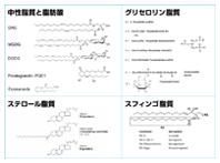 脂質クラスの例