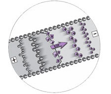 CE Solutions Ion Analysis