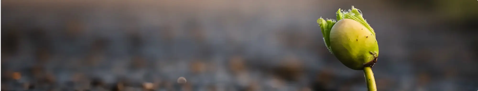 Small plant growing in a crack in the asphalt